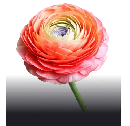 otkryvashki-flower