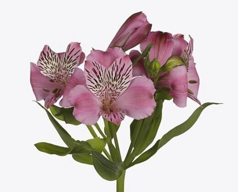 Как выглядит альстромерия иши — фото сорта Альстромерия иши