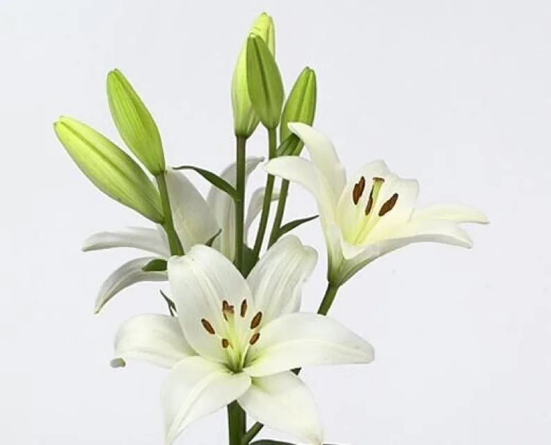 Как выглядит лилия ла бах — фото сорта Лилия ла бах