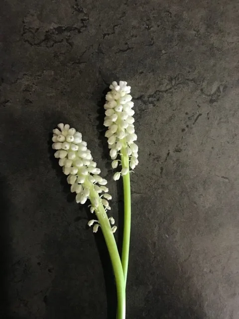 Как выглядит мускари альба — фото сорта Мускари Альба
