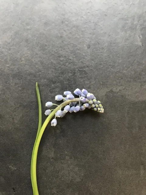 Как выглядит мускари карола — фото сорта Мускари Карола