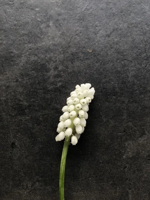 Как выглядит мускари касабланка — фото сорта Мускари Касабланка