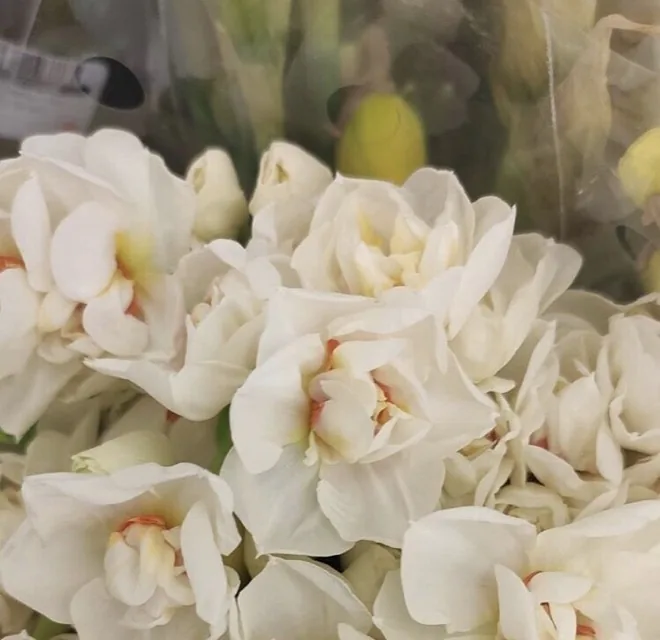 Как выглядит нарцисс абба — фото сорта Нарцисс Абба