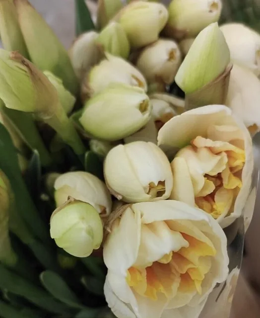 Как выглядит нарцисс дельта — фото сорта Нарцисс Дельта
