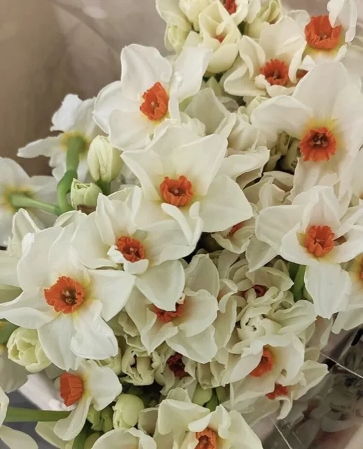 Как выглядит нарцисс крэгфорд — фото сорта Нарцисс Крэгфорд