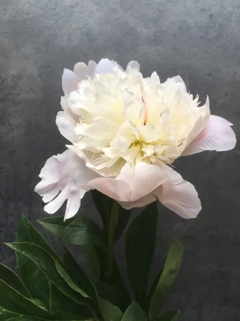 Как выглядит пион алерти — фото сорта Пион Алерти