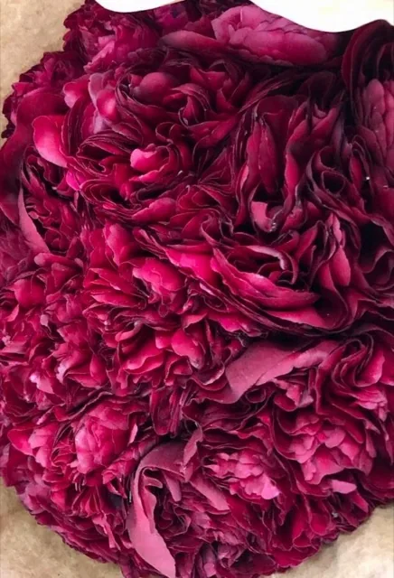 Как выглядит пион ред грейс — фото сорта Пион Ред Грейс