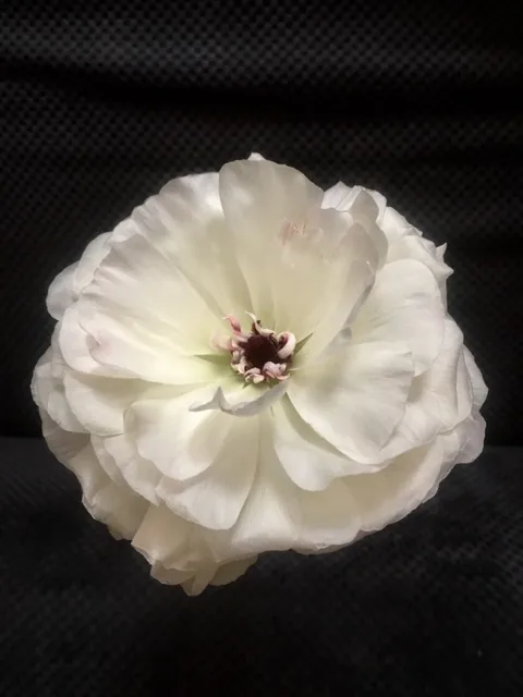 Как выглядит ранункулюс эниф — фото сорта Ранункулюс Эниф
