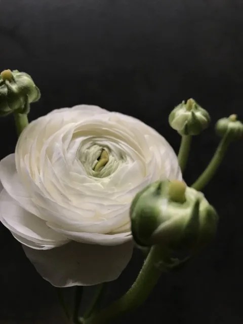 Как выглядит ранункулюс сибирь — фото сорта Ранункулюс Сибирь