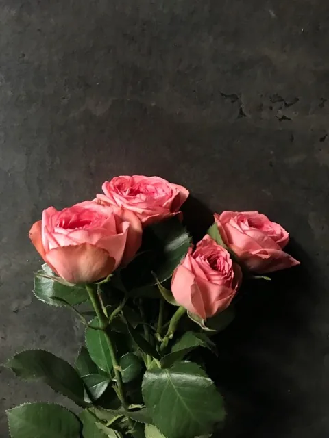 Как выглядит роза кустовая лейс нюд — фото сорта Роза Кустовая Лейс Нюд