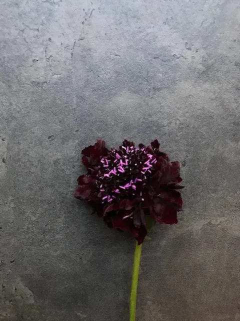 Как выглядит скабиоза черная — фото сорта Скабиоза Черная