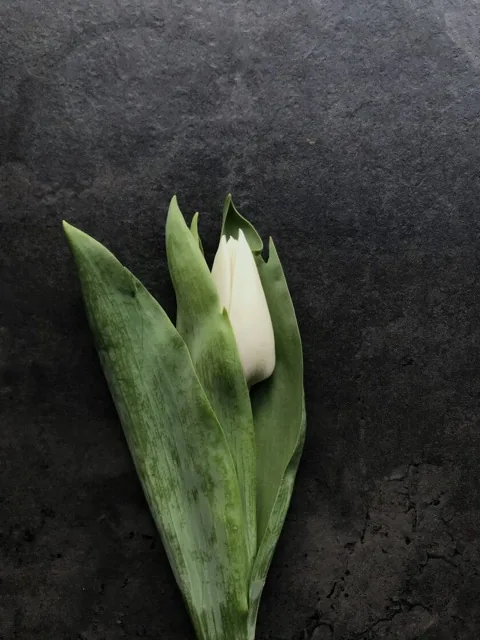 Как выглядит тюльпан апдейт — фото сорта Тюльпан Апдейт