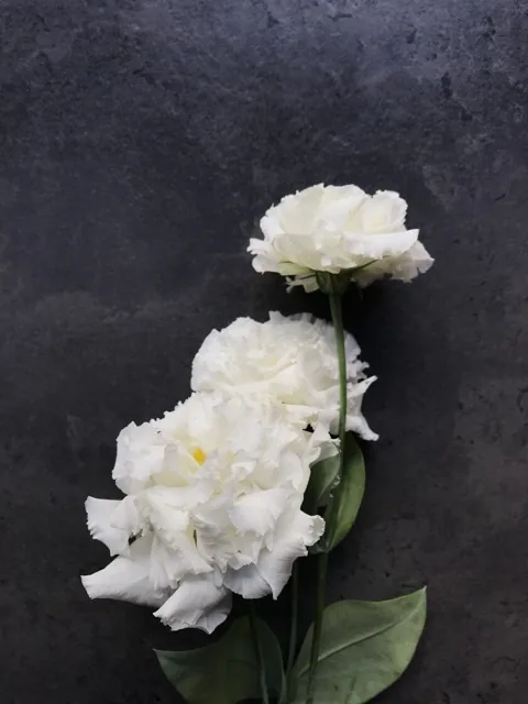 Как выглядит эустома (лизиантус) — фото сорта Эустома Алиса Вайт