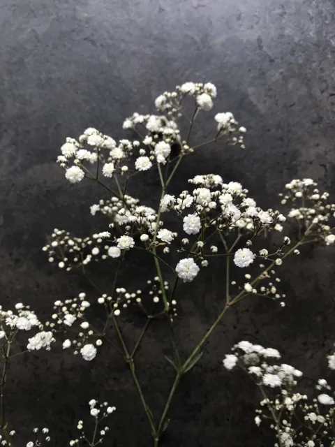 Как выглядит гипсофила — фото сорта Гипсофила
