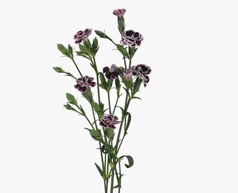 Как выглядит гвоздика кустовая (спрей) — фото сорта Диантус кустовой Раффин Милу