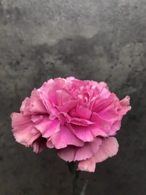 Как выглядит гвоздика одноголовая — фото сорта Диантус стандарт Эдмон