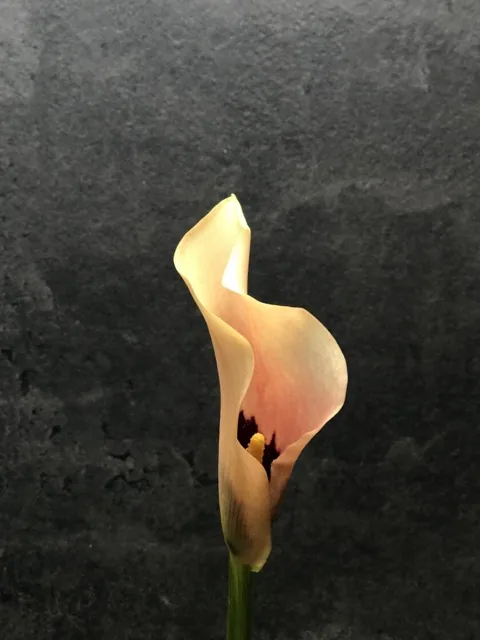Как выглядит калла — фото сорта Калла Камео