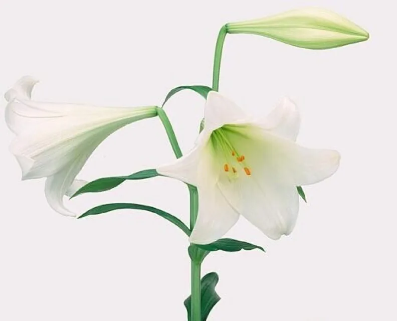 Как выглядит лилия — фото сорта Лилия ЛФ Уайт Хэвен