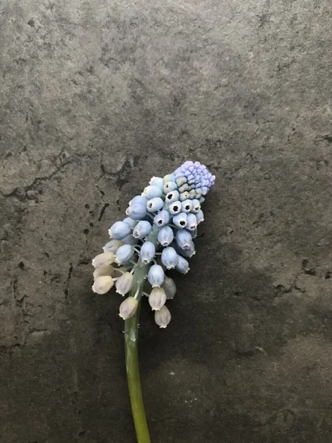 Как выглядит мускари — фото сорта Мускари Купидо