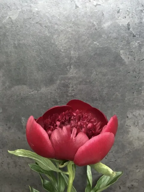 Как выглядит пион красный — фото сорта Пион Ред Шарм