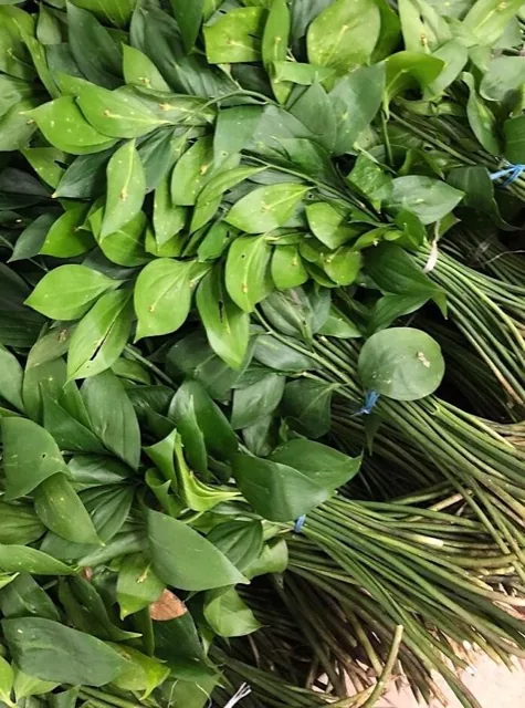 Как выглядит рускус — фото сорта Рускус